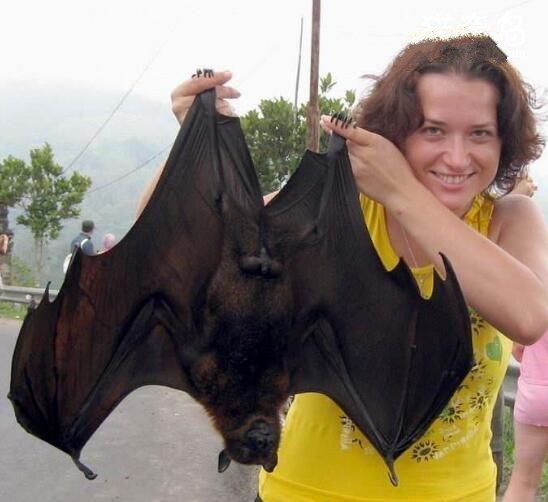 马来大狐蝠吃什么，马来大狐蝠长什么样子（<比人还大只吃水果>）