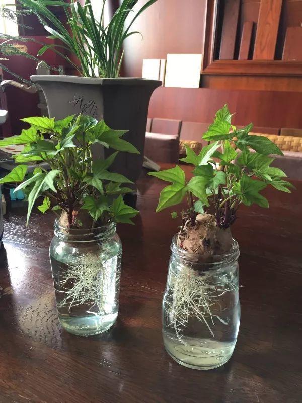 平菇种植最简单方法，平菇种植最简单的方法（喷喷水就能长）