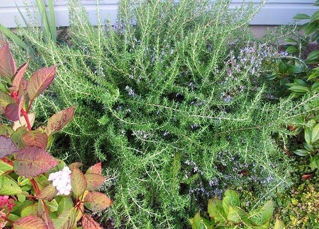 迷迭花花语，迷迭香的花语勿忘我（为啥我经常修剪还能长成灌木丛）