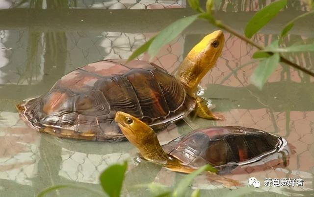 水龟半水龟陆龟 的区分方式，水龟半水龟陆龟（半水龟偏陆还是偏水）
