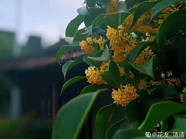 各种花的开放时间，各种花的开放时间是什么（2021赏花日历）