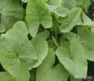 碱蓬菜的功效与作用，碱蓬的功效与作用（山野菜大全）