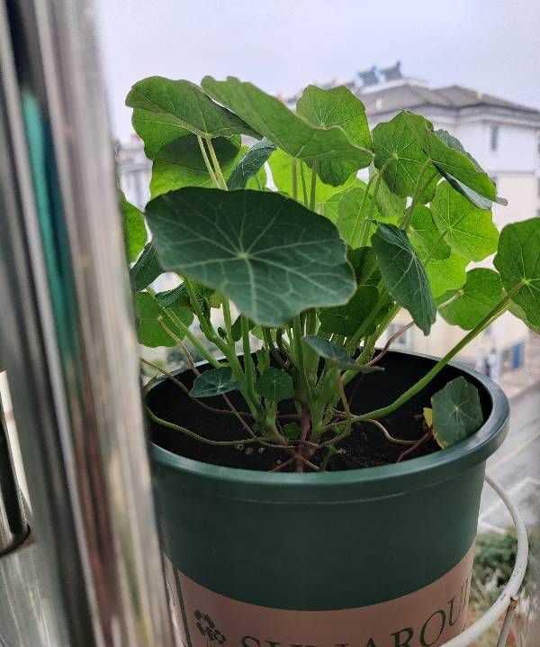 荷花怎么种家庭种植，荷花怎么种植（记住这2点）