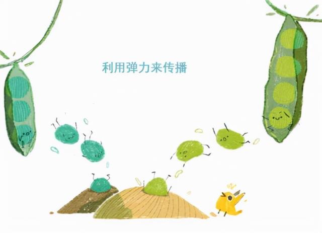 苍耳靠什么传播种子，举几个种子传播的例子（蒲公英妈妈靠什么传播种子）