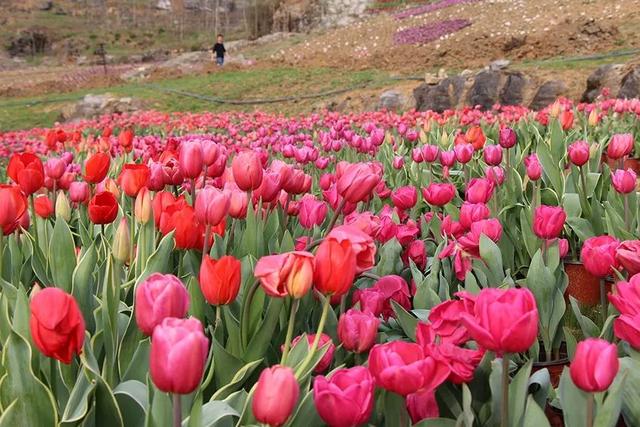 宏村在哪里，安徽宏村在哪里（宏村、西递等旅游景区恢复开放）
