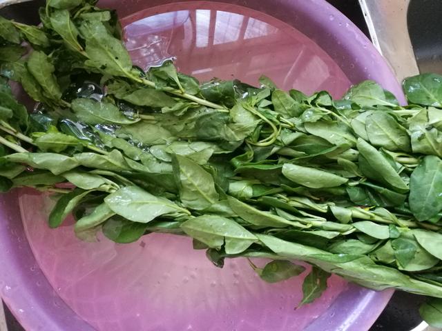 枸杞叶汤的做法，枸杞叶瘦肉汤的做法（学会这样做枸杞叶瘦肉汤）