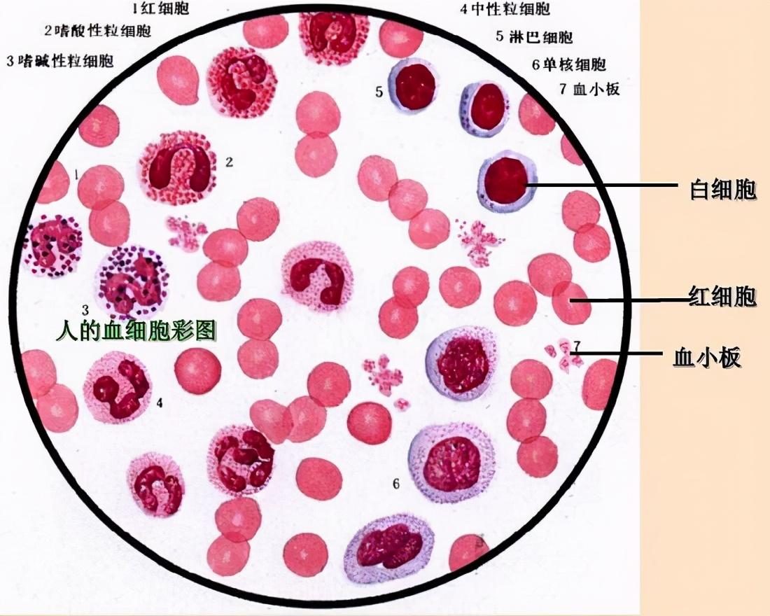 血液是由血浆和血细胞组成什么颜色，血浆和血液的区别是什么（人体血液的构成）