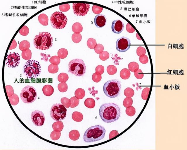 人体血细胞结构图图片