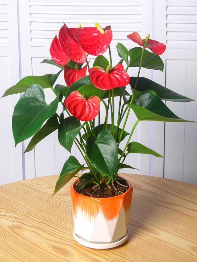 适合家里养的32种花，家里养什么花好（”家居盆花100种）