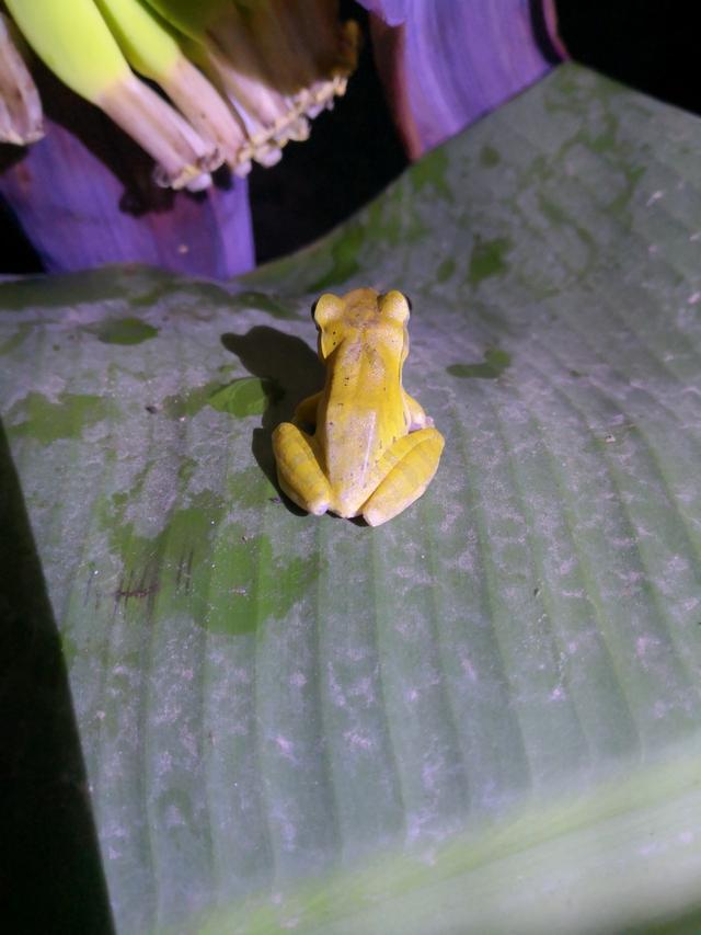 中国树蛙的品种简介，中国树蛙品种大全（他在蕉林里的发现）