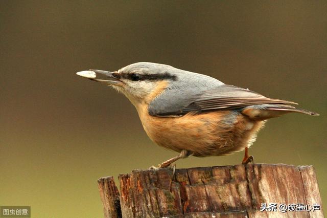 动物医生除了啄木鸟还有哪些，除了啄木鸟是医生还有其他吗（一种值得人类学习的鸟儿——啄木鸟）