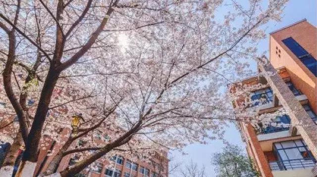 多肉是什么植物，多肉植物是什么植物（中国春天最美15座大学）