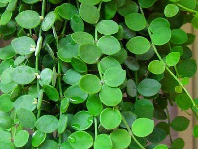 百万心吊兰的养殖方法和注意事项,千万心吊兰的养殖方法(除了注意浇水