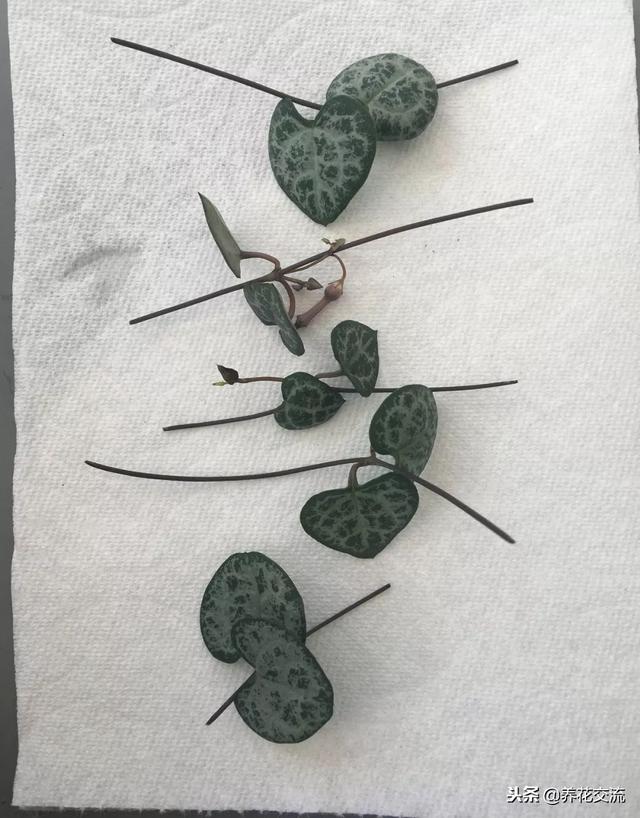 爱之蔓的扦插繁殖方法，如何扦插繁殖爱之蔓（还能开出像小鞋子一般的花朵）