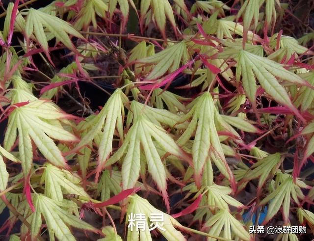 什么样的枫树填空。，什么的枫树填空词语二年级（增添了花园四季色彩之美）