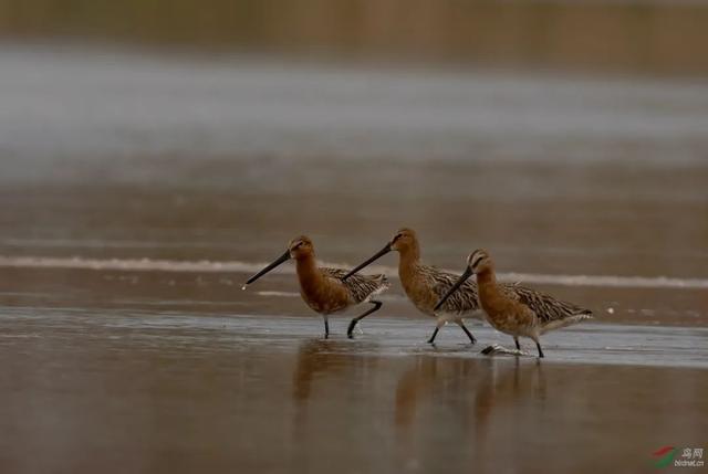 鹳怎么读，颧怎么读音读出来（鹬、鸫、鸲、鹟、鹎、鹳、鹮……这都是啥鸟）