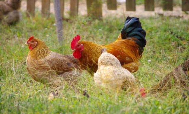 鸡是哺乳动物吗，哺乳动物有哪些（它们之间相差6000万年）