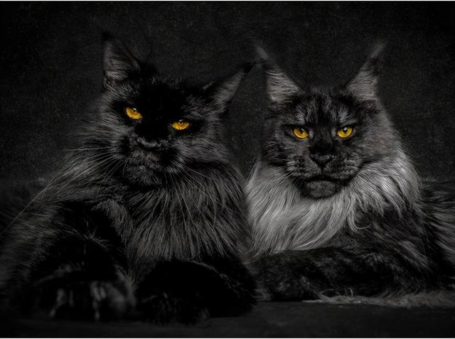 缅因猫怎么样，缅因猫有哪些特点（这6个缺点让人“望而生畏”）