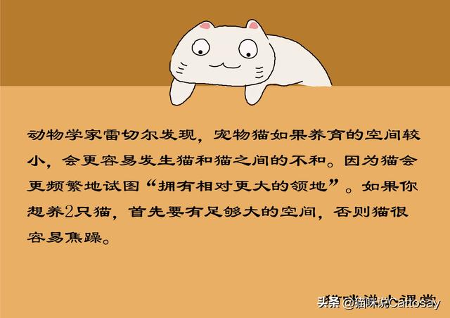 家里养了两只猫，总是打架怎么办（同时养2只幼猫的利弊）