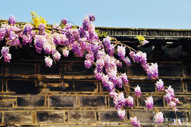 紫藤花的花语和寓意，紫藤花的寓意（我喜欢紫藤花）