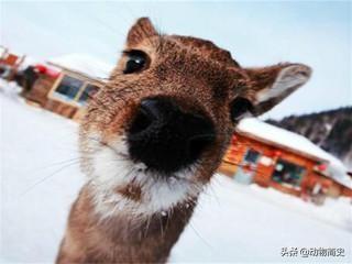 培育狍子的技巧是什么，狍子养殖利润和成本（靠自己的本事变成了国家二级保护动物）