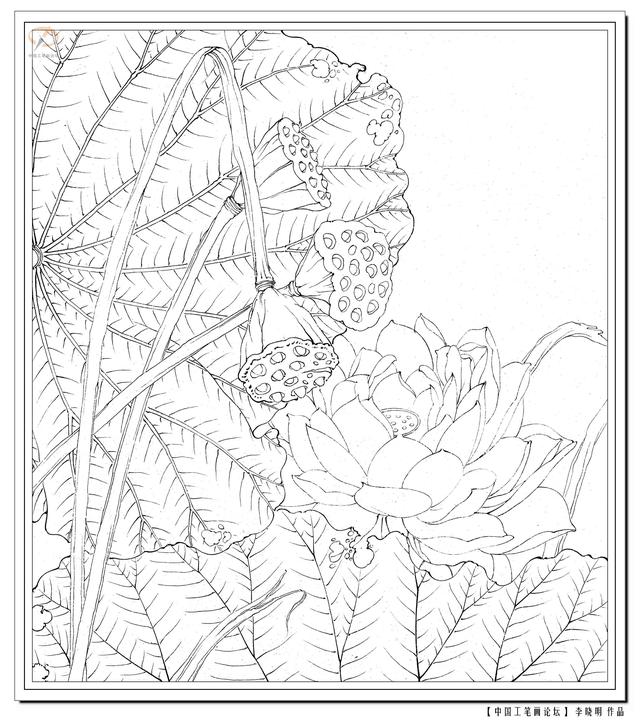 工笔荷花白描，高清工笔荷花白描 110幅