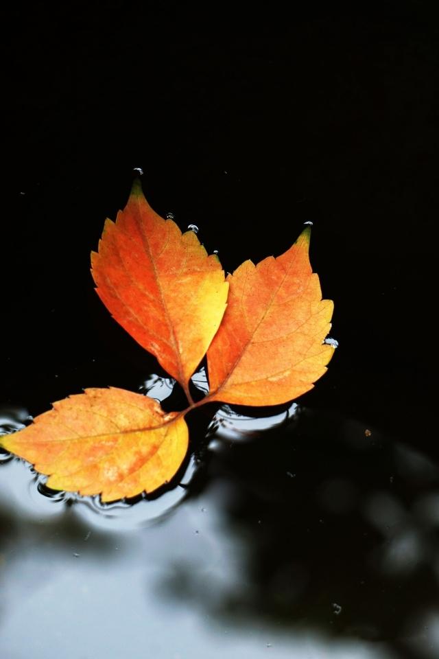 秋叶之静美的句子，秋叶静美的意境（散文：秋叶之静美）