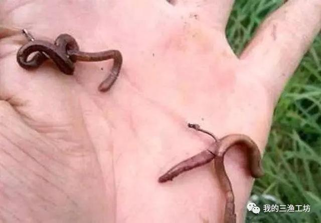蚯蚓钓鱼最大忌讳，蚯蚓钓鱼最大忌讳是什么（蚯蚓钓鱼有什么技巧和禁忌）