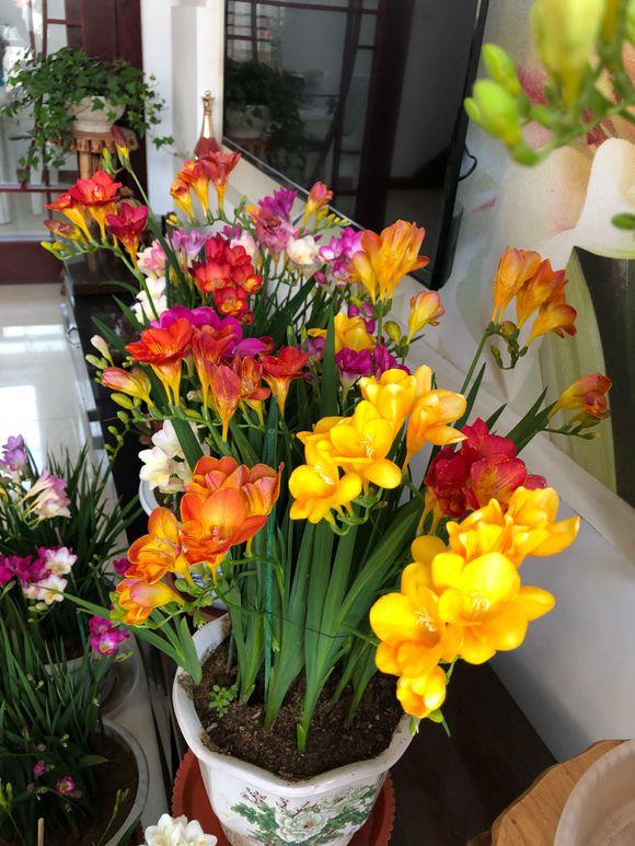 室内养什么花最好，室内适合养什么样的花（最香的10种花）