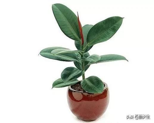 橡皮树的寓意是什么，花匠带你养花之橡皮树养护知识大全