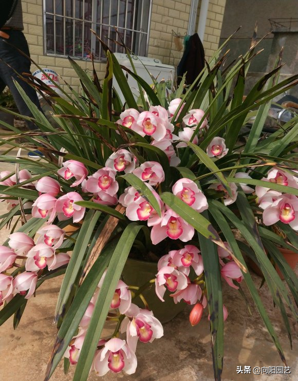 兰花花语，家里养盆大花蕙兰（蝴蝶兰花语）