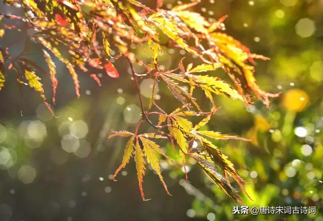 飘洒的秋雨像什么,飘洒的秋雨像什么如何造句(十首秋雨诗词) 飘洒的秋雨像什么,飘洒的秋雨像什么如何造句(十首秋雨诗词)