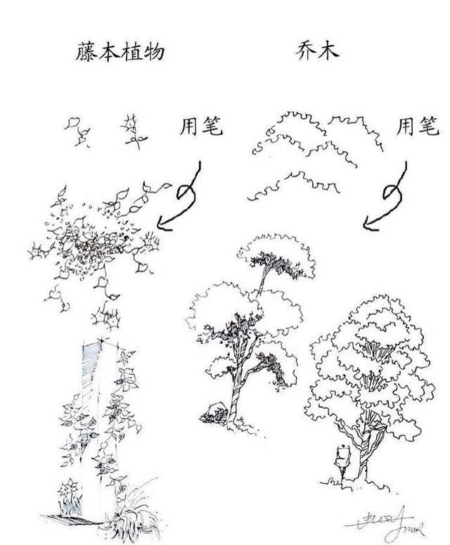 树木速写技法表现，园林树木速写（实用的植物速写技法）