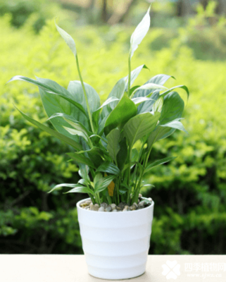 白掌的介绍白掌的养殖技术，白掌的栽培技术（养护白掌做好这些）