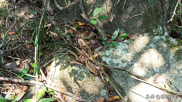 千斤拔别名叫什么名字，千斤拔别名（一种生长于山上可食用也可以泡酒的佳品）