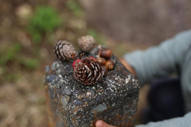 松果手工作品图片，如何用松果做手工作品（周末爬山逛公园捡来的松果）