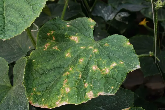 夏黄瓜靶斑病喷什么药特效，治疗黄瓜靶斑病的特效药（纯生物杀菌剂统统搞定）