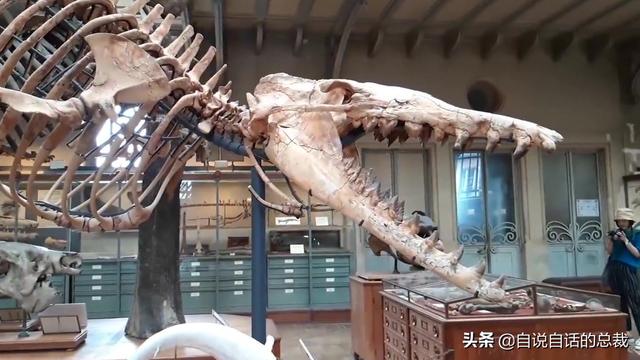 十大怪异鲨鱼，10000米长的蜈蚣（背后隐藏着一个人类起源的故事）