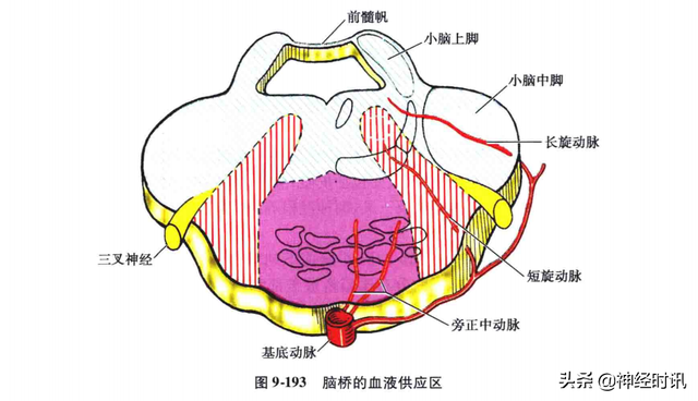 关于脑桥介绍，脑桥包括什么（脑桥的血液供应及病变时的临床表现）
