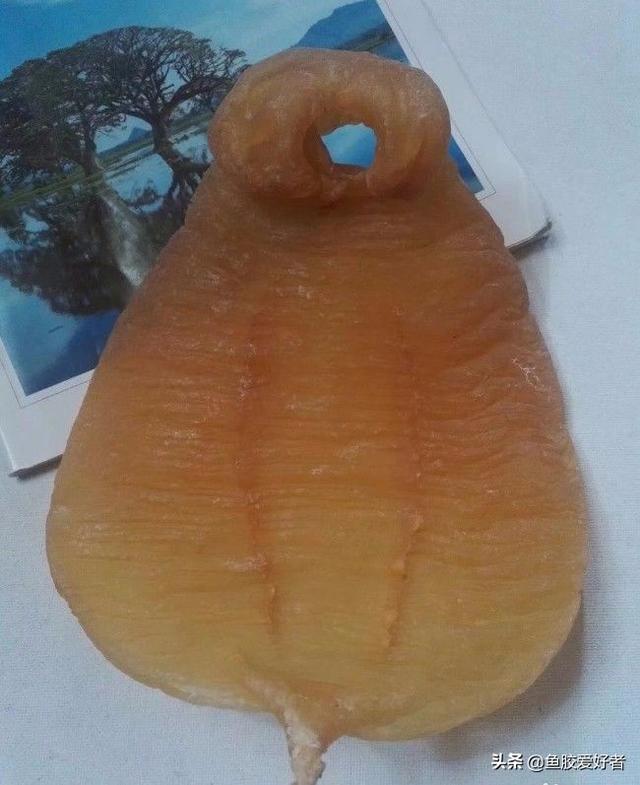 鱼胶和花胶哪个更好，花胶好还是鱼胶好些（花胶跟鱼胶有区别吗）