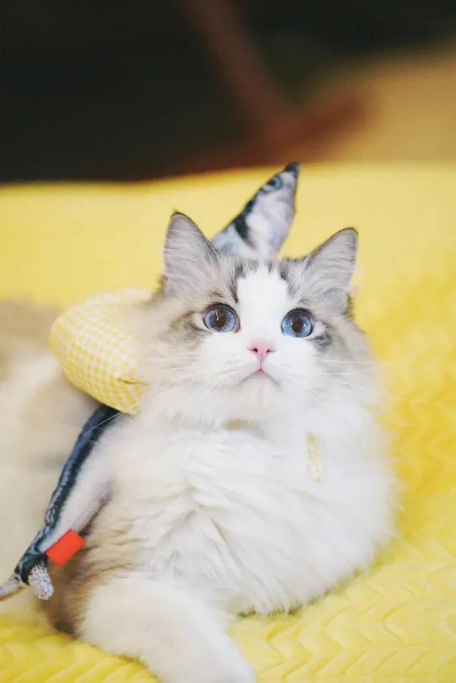 猫猫图片，我喜欢的样子你都有（宠物猫品种大全及图片）