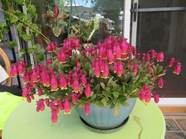 纱灯的特点，什么样的纱灯（别把大宫灯长寿和小宫灯混淆）