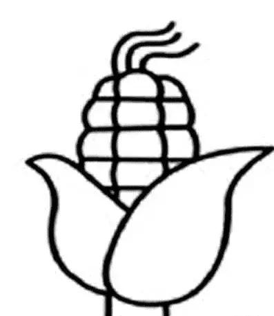 玉米简笔画图片，几株玉米的简笔画怎么画（可爱的玉米简笔画画法图解）