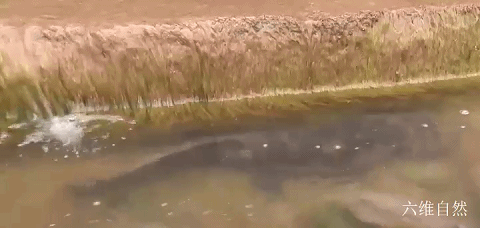 最大的两栖动物，最大的两栖动物是什么（六盘山首次发现一巨型野生大鲵）