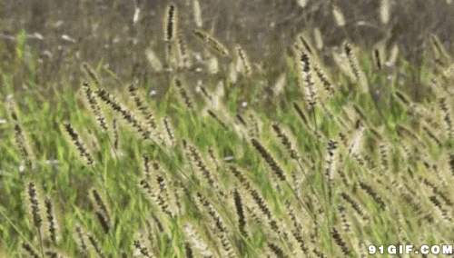 爱莫能助的莫是什么意思，爱莫能助是什么意思（带我们走进千年之美的《诗经》）