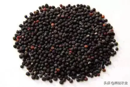 麦蓝菜可以吃吗，麦蓝菜可以吃吗（生长在麦田地里的这种野草）