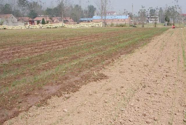 河北小麦种植时间，河北小麦种植时间和方法（小麦播种过早过晚都不好）