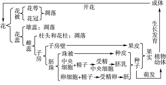 胚珠的发育和胚囊的形成总结，济南版生物八年级上册知识点总结