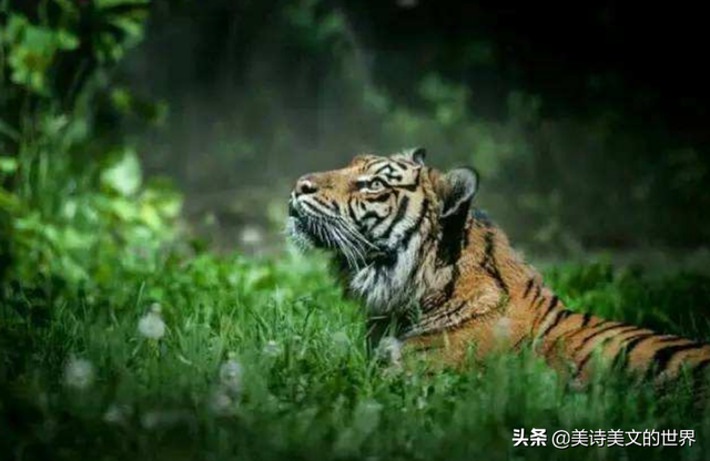 心有猛虎细嗅蔷薇是什么意思，我心有猛虎细嗅蔷薇是什么意思（细嗅蔷薇”下句是什么）