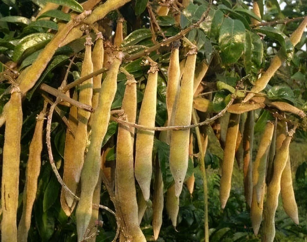 牛大力的别名叫什么，牛大力是什么（农村一种常见的野生植物）